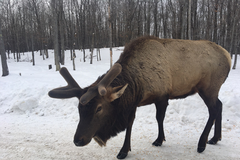 Montreal: Private Day Tour to Parc Omega & Montebello Lodge