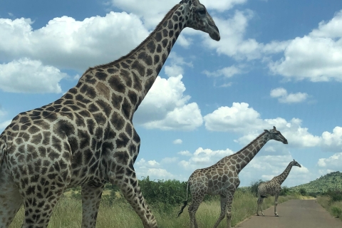 Johannesburg: Safari w Parku Narodowym Pilanesberg z lunchemZamknięte safari samochodowe z lunchem