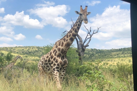 Johannesburgo: safari Parque Nacional Pilanesberg y almuerzoSafari en vehículo cerrado y abierto con almuerzo