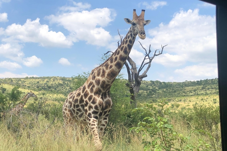 Johannesburg: Pilanesberg-Nationalpark-Safari & MittagessenSafari im offenen und geschlossenen Fahrzeug mit Mittagessen