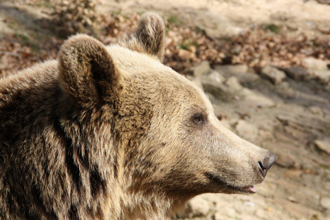 Brașov: Bear Sanctuary Private Tour with Entry Ticket