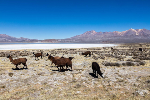 Visite des lagunes de Salinas et de Yanaorco + les thermes de Lojen