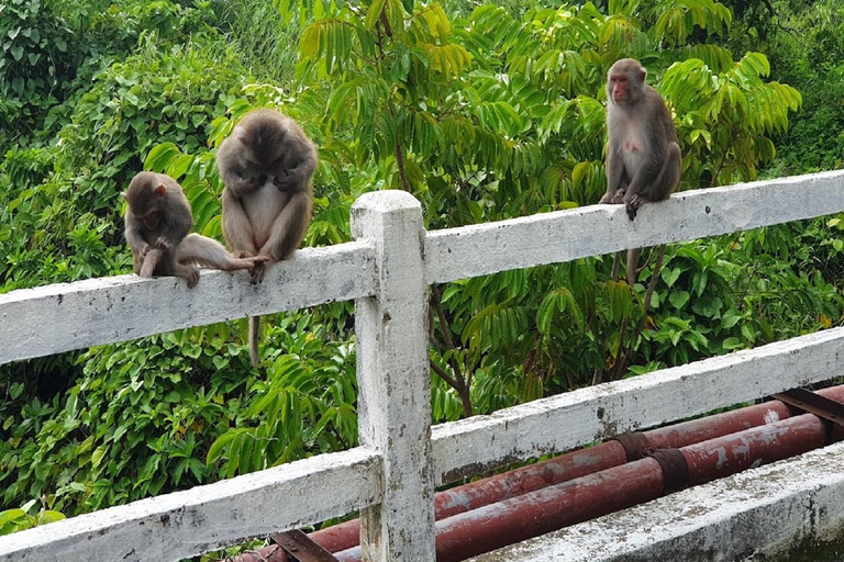 Son Tra Mountain Sunrise Monkey Watching Tour by Motorbike Son Tra Mountain Sunset Monkey Watching by Motorbike Tour