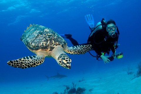 Desde Dubai: buceo de medio día y snorkel en Fujairah