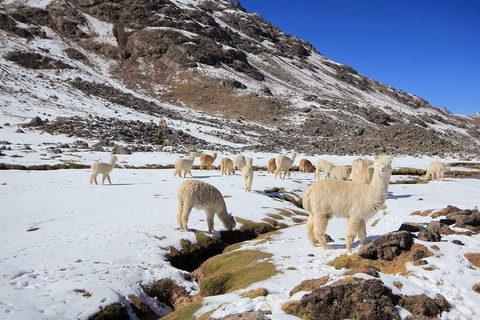 Cusco: 7 Lagoons of Ausangate Hiking Day Trip with Lunch