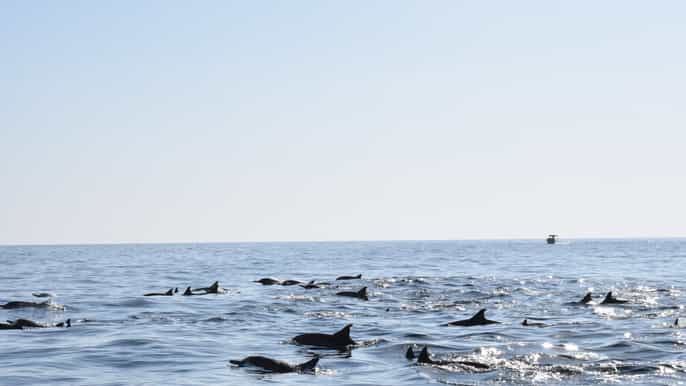 de khasab snorkeling e jebel harim mountain tour