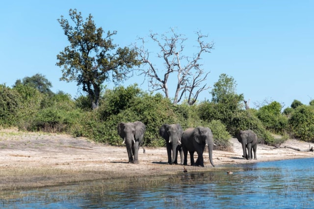 3 Day Livingstone and Chobe Adventure