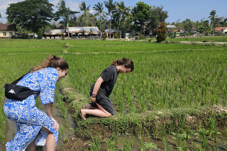 Yogyakarta: Flying Fox, Pule Payung & Ricefield Scenic Tour