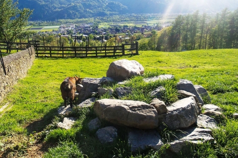 Z Zurychu: Prywatna wycieczka do Liechtensteinu i Heidilandu