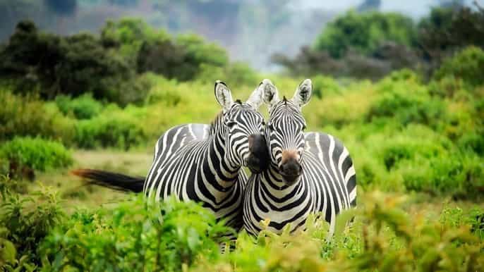 port elizabeth kragga kamma halfday safari
