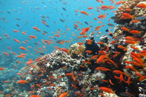 Hurghada: jachttocht met duiken, wateractiviteiten en lunchVan Makadi, Soma Bay, Gouna, Sahl Hashesh of Safaga