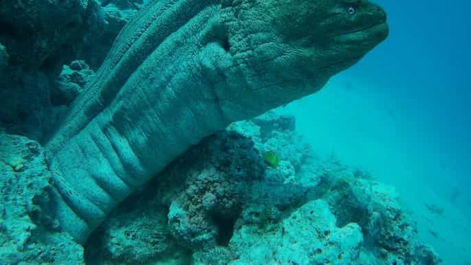from hurghada cruise with snorkeling fishing and lunch