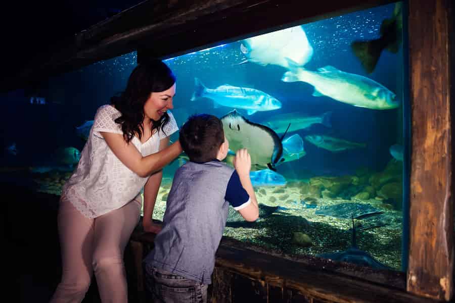 SEA LIFE Entree Ticket