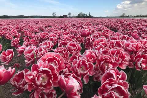 Alkmaar: Tulip and Spring Flower Fields Bike Tour