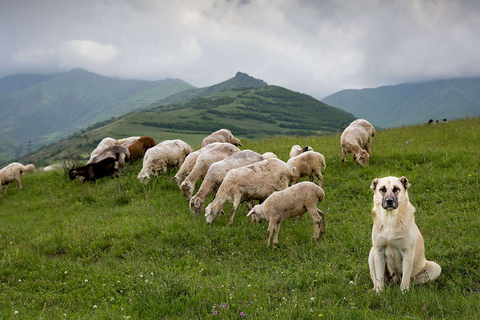 Yerevan: Ascent to Mount Gutanasar Hiking Experience