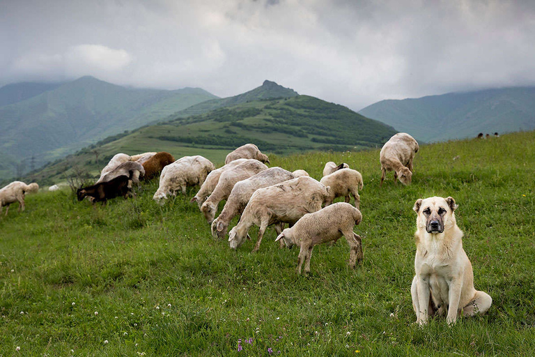 Yerevan: beklimming van de Mount Gutanasar-wandelervaring