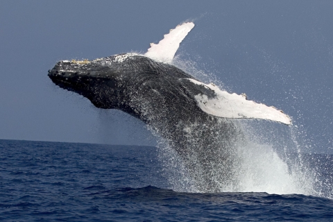 Kailua Kona: crucero de aventura para avistar ballenas jorobadas
