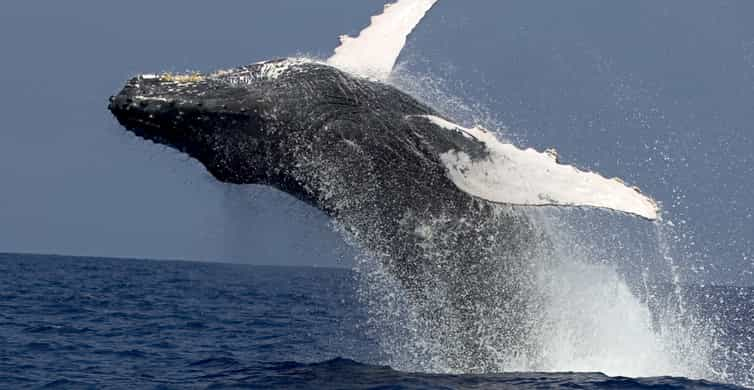 Kailua Kona: Humpback Whale Watching Adventure Cruise | GetYourGuide