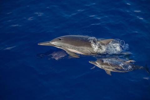 Kailua Kona: croisière aventure d'observation des baleines à bosse