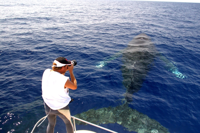 Kailua Kona: croisière aventure d'observation des baleines à bosse