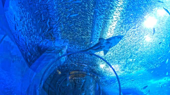 tokyo mother farm hakkeijima aquarium private daytrip