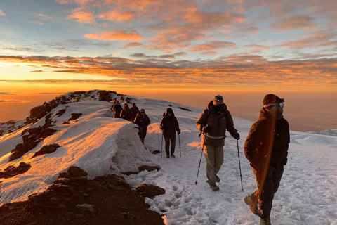 Kilimanjaro: 7-dagars vandring på Lemosho Route med transfer