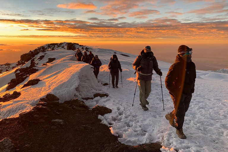 Kilimanjaro: 7-dagars vandring på Lemosho Route med transfer