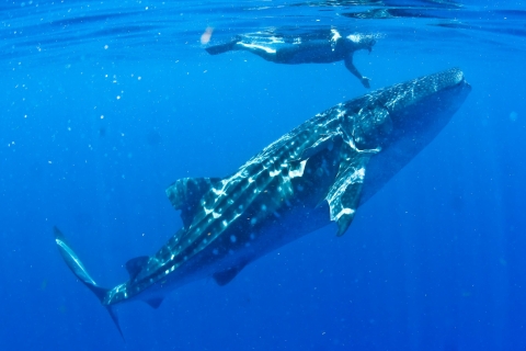 Cancun / Playa del Carmen: 6-godzinna prywatna wycieczka z rekinami wielorybimiOdbiór z Playa del Carmen lub Cozumel