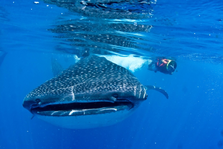 Cancun/Playa del Carmen : 6 heures de visite privée des requins-baleinesPrise en charge à Playa del Carmen ou Cozumel