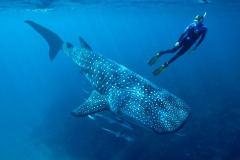Cancun/Playa del Carmen: 6-Hour Private Whale Shark Tour