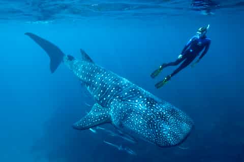 Cancún / Playa del Carmen: tour privado de 6 horas del tiburón ballena