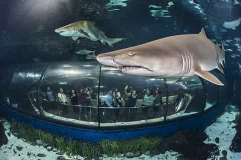 Barcelona: Hop-On Hop-Off Bus & Aquarium Tour