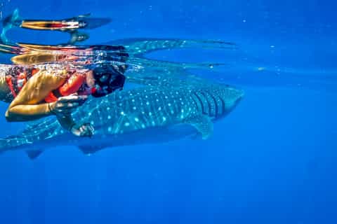 Cancún & Tulum: Private Swim with Whale Sharks Excursion