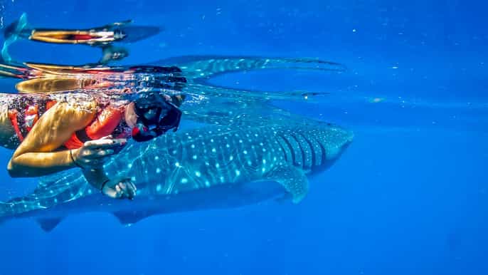 cancún tulum private swim with whale sharks excursion