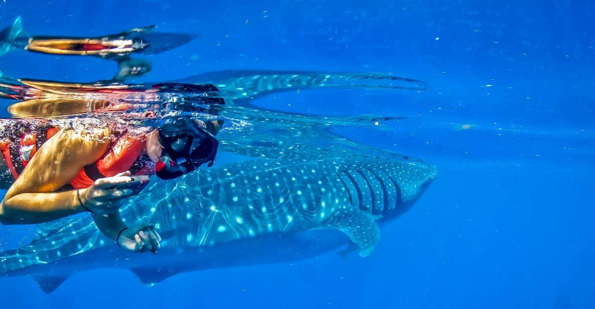 Canc N Tulum Private Swim With Whale Sharks Excursion Getyourguide