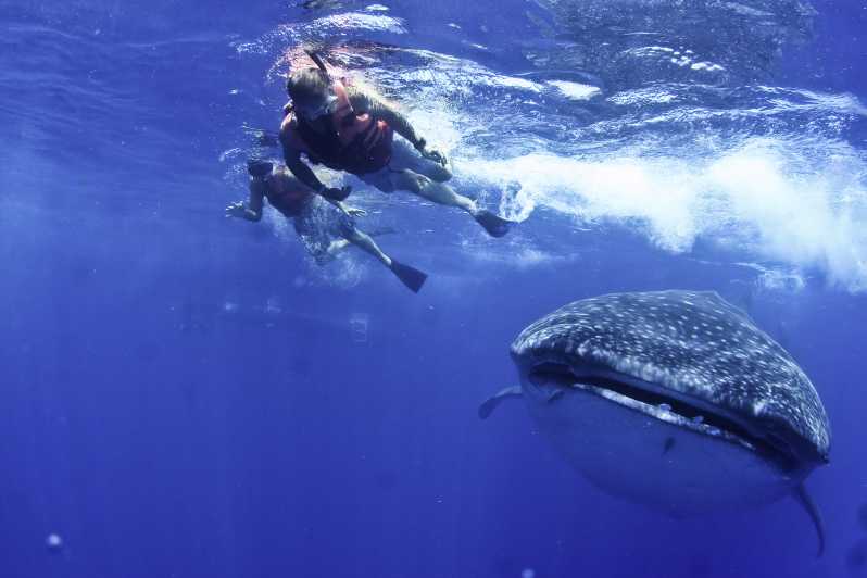 Cancún & Tulum Private Swim with Whale Sharks Excursion GetYourGuide