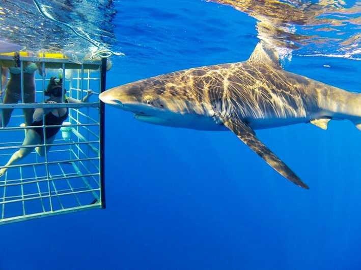 Oahu Incredible 2Hour Shark Dive on the North Shore GetYourGuide