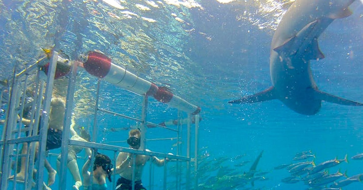 Oahu Incredible 2Hour Shark Dive on the North Shore GetYourGuide