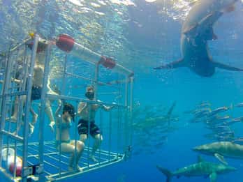 Oahu: 2 Stunden Käfigtauchen mit Haien an der Nordküste Oahu: 2 Stunden Käfigtauchen mit Haien an der Nordküste