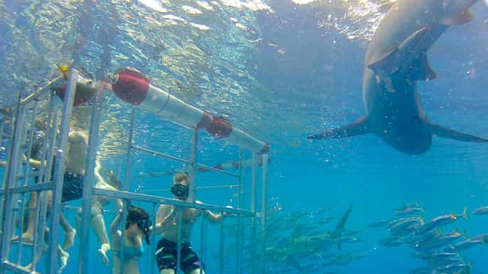 oahu incredible 2hour shark dive on the north shore