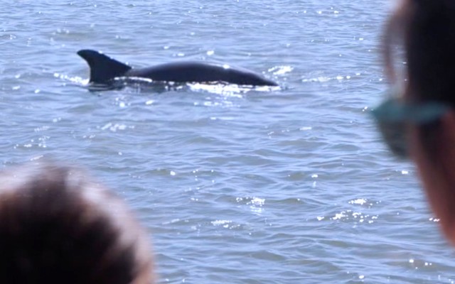 Visit Hilton Head Sunset or Daytime Dolphin Watching Cruise in Heard Island and McDonald Islands