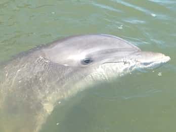 Hilton Head: Sunset oder Daytime Dolphin Watching Cruise Hilton Head: Sunset oder Daytime Dolphin Watching Cruise
