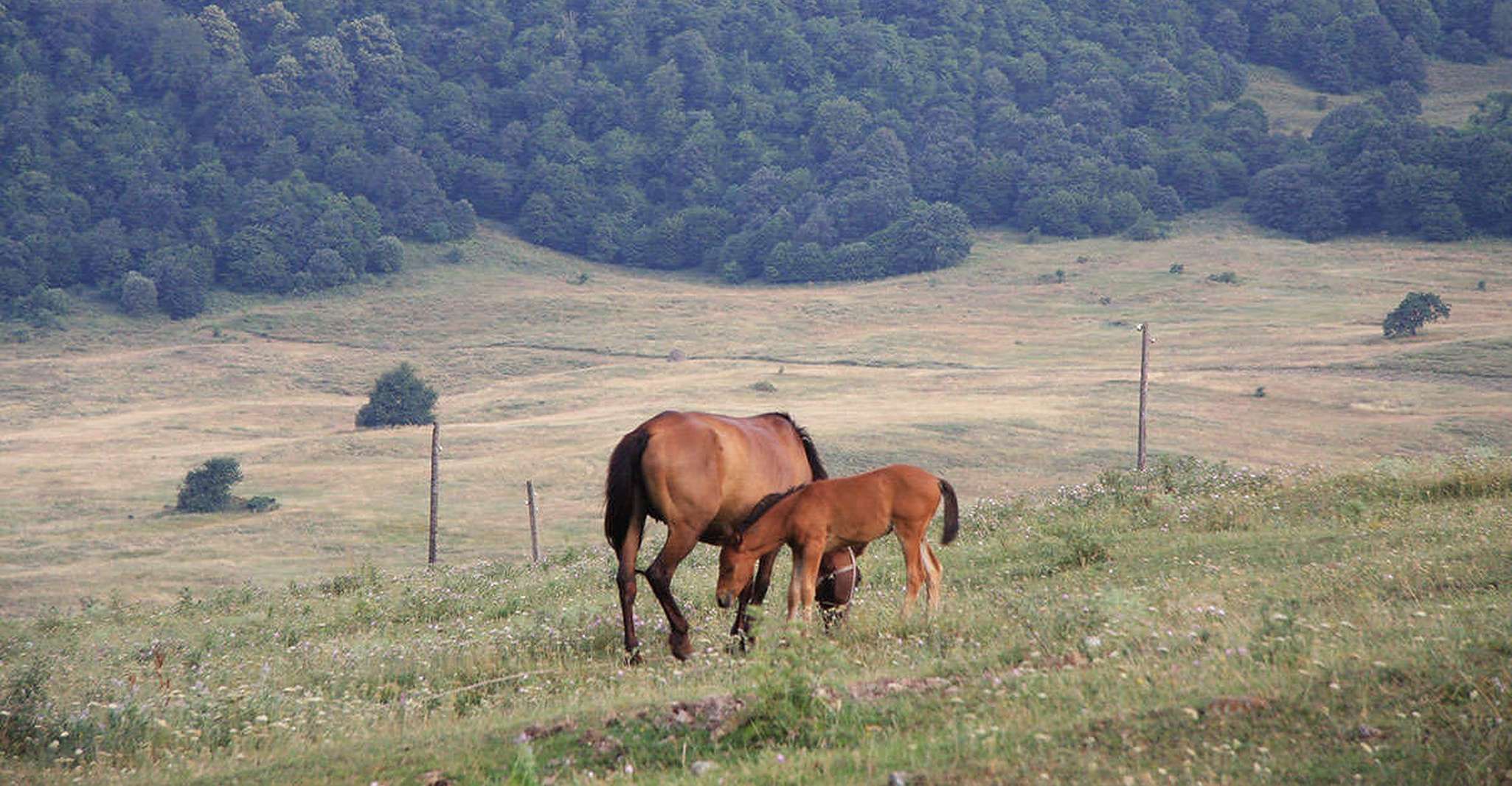 Armenia, Climb Mt. Armaghan on Horseback - Hizvo
