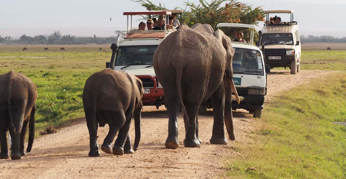 Nairobi 4 Day Amboseli Tsavo West And East Guided Safari Getyourguide 2898