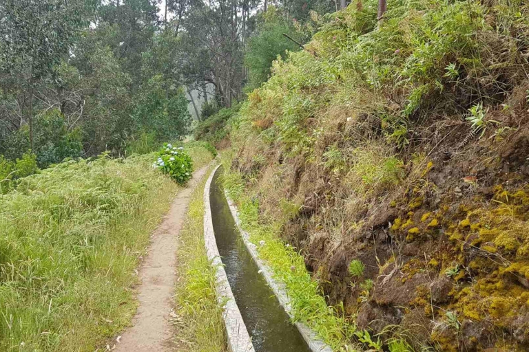 Madeira: privé Levada Ponta do Pargo-wandelingTour met Funchal Pick-up