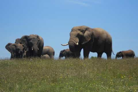 Garden Route 5 Day Tour And Addo Elephant Park Safari Getyourguide