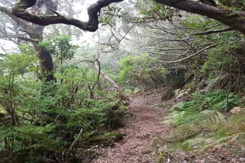 Madeira: Private Vereda do Fanal Walk