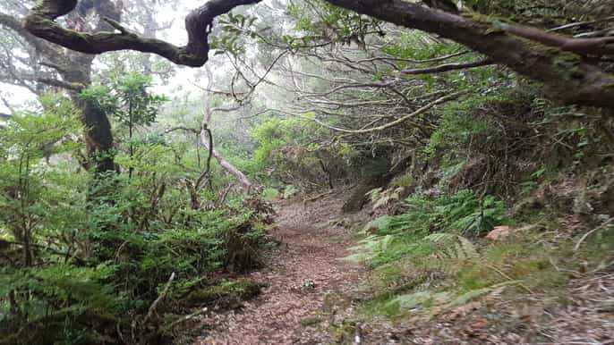 madeira private vereda do fanal walk