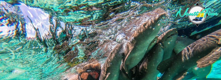 Caye Caulker : visite en petit groupe de la réserve marine de Hol Chan