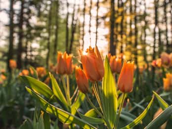 Amsterdam: Luxus romantische geführte Keukenhof Tour mit Abholung Amsterdam: Luxus romantische geführte Keukenhof Tour mit Abholung